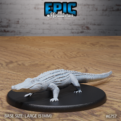 Alligator