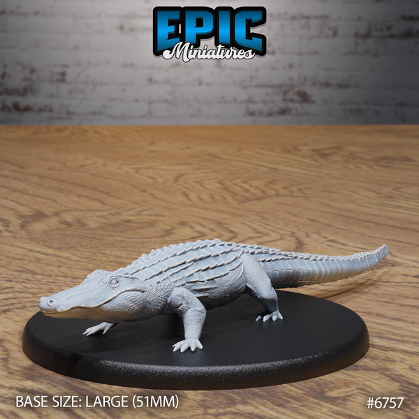 Alligator